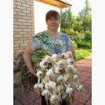 Рокамболь крупный чеснок (однозубка, зубок, детка)