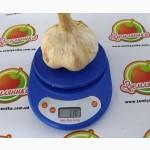 Рокамболь крупный чеснок (однозубка, зубок, детка)