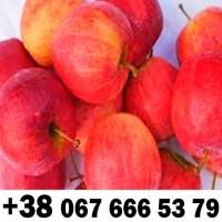 Купляємо на постійній основі - ДЗBОНІТЬ ТЕЛЕФОН на фото !!!! + ПДВ -ВАШ ТРАНСПОРТ