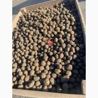 Продам насіннєву картоплю сорту Сюзанна, опт від 10 тонн, калібр 3-5