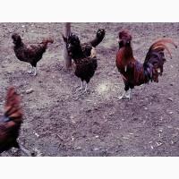 Яйце інкубаційне.Курчата, Падуан - золото, біле золото, фарфор