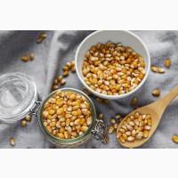 Продам кукурудзу, 6000 т., Хмельницька обл., с.Бережанка