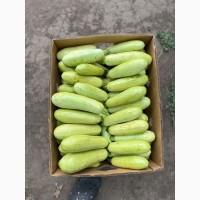 Продам кабачок оптом