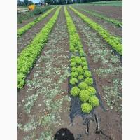 Продаж Салатів