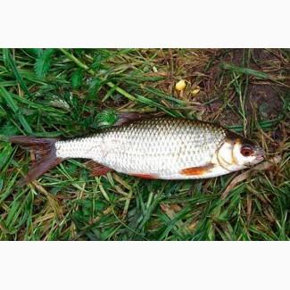 Куплю лящ, плотву по всій Україні, можливий самовивіз до 10 тонн за раз