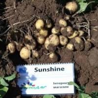 Посадкова картопля Саншайн Львівська область купити з доставкою, роздріб від 10 кг