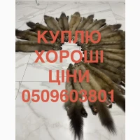Закуповуємо хутро шкіри куниці шкури куниць ДОРОГО будь які обʼєми