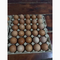 Продам яйце куряче
