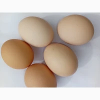 Продам яйце куряче