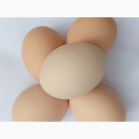 Продам яйце куряче