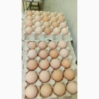 Продам яйце куряче