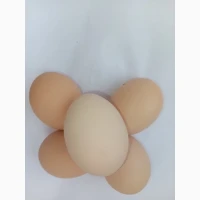 Продам яйце куряче