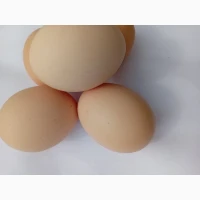 Продам яйце куряче