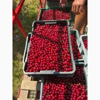 Продам вишню