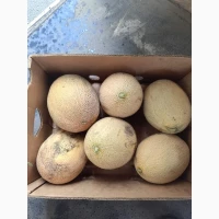 Продам диню сорт Ребекка та Мазім
