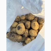 Продам товарну картоплю