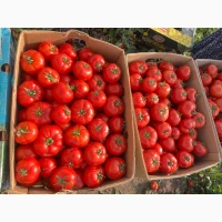 Продам помидор