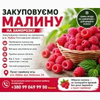 Закуповуємо малину в Лубнах! Самовивіз від 2 тонн