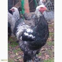 Кури та півники породи брама