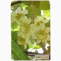 Саженцы смородины, малины, йошты, актинидии, крыжовника, калины, жимолости и много др...