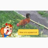Пр0двм петушк08 6етвмки