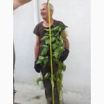 Пр0двм нвсіння с0ї ультрврвннь0ї RR-U2 тв 8ЕНУС