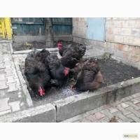 Шоколадный Орпингтон(Англия)