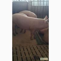 Продам свиней живым весом