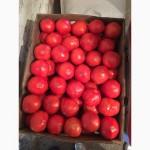 Продам томаты оптом