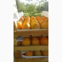 Продам оптом хурму шишбурун 5х7 и 6х8