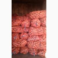 ПРОДАМ МОРКВУ сорт шантане, каратель, болтекс у великій кількості ПРАЦЮЕМ ПІД ЗАМОВЛЕННЯ