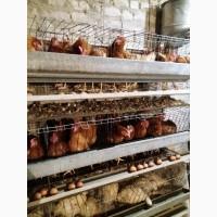 Продам бу клетку для кур несушек