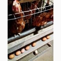 Продам бу клетку для кур несушек