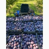 Продам сливу Стенлей, ТОП Хіт