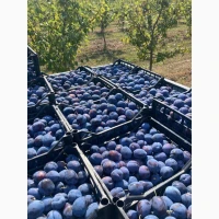 Продам сливу Стенлей, ТОП Хіт
