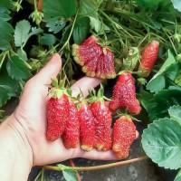 Продам саджанці -малини, ожини садовой, клубники