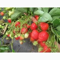 Продам саджанці -малини, ожини садовой, клубники