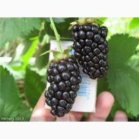 Продам саджанці -малини, ожини садовой, клубники