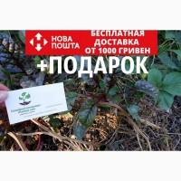 Мангольд семена 50шт (листовая свекла, римская капуста, свекольник) насіння