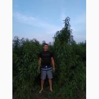 Персик 8 сортів