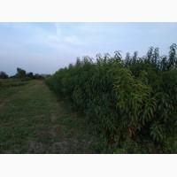Персик 8 сортів