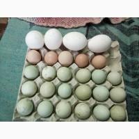 Продам яйця Амераукана 25 грн штука