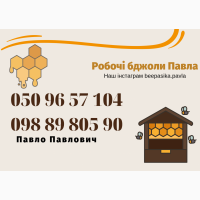 Продам плідні бджоломатки карпатської породи 2024