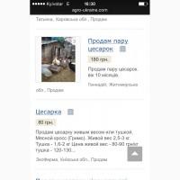 Куплю парочку цесарок