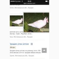 Куплю парочку цесарок