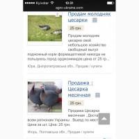 Куплю парочку цесарок