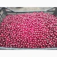 Продам вишню тільки оптом