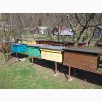 Продам бджоли карпатської породи
