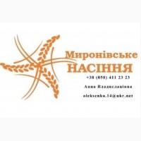 НС Мороз озимий горох