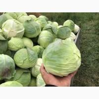 Продам Агрессор. Капуста ідеальної якості. Бистра погрузка